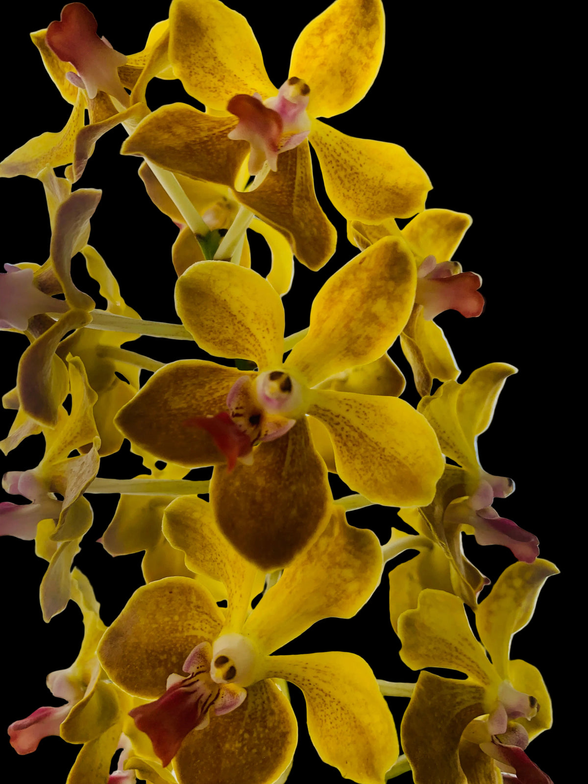 Vanda M.V. Tannins