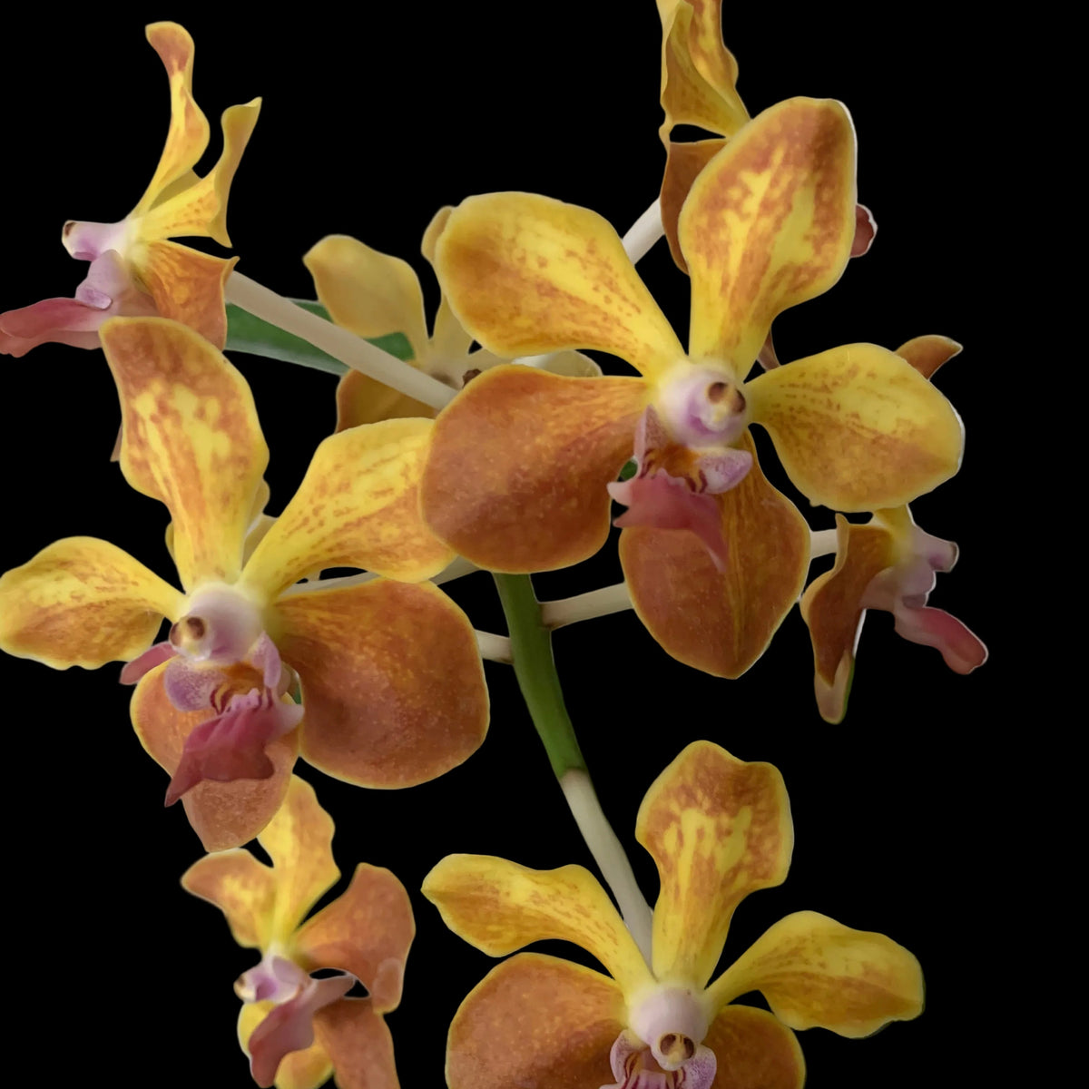 Vanda M.V. Tannins