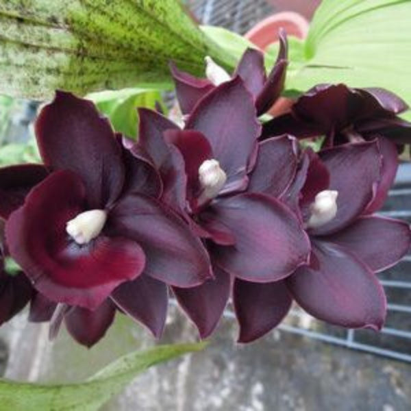 Catasetinae || 2026 Pre Order