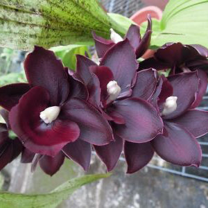 Monnierara Jumbo Delight 'Black Onyx'