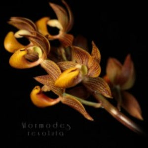 Mormodes || Fall 2026 Pre Order