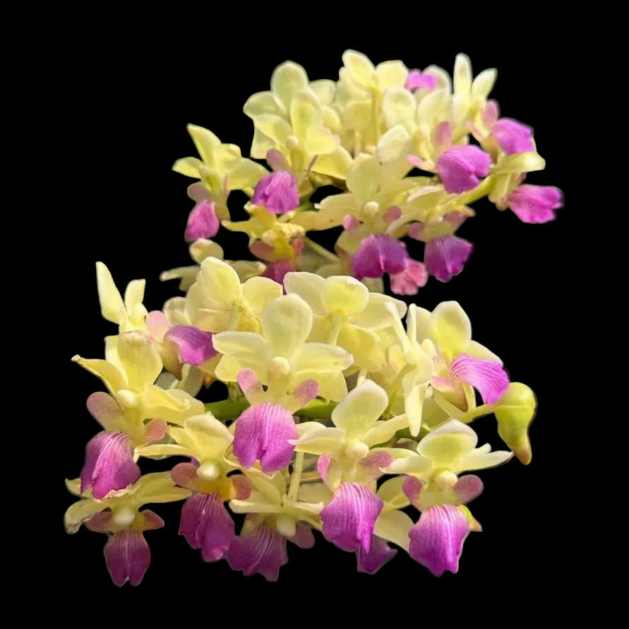 Rhynchorides Chang Khorat