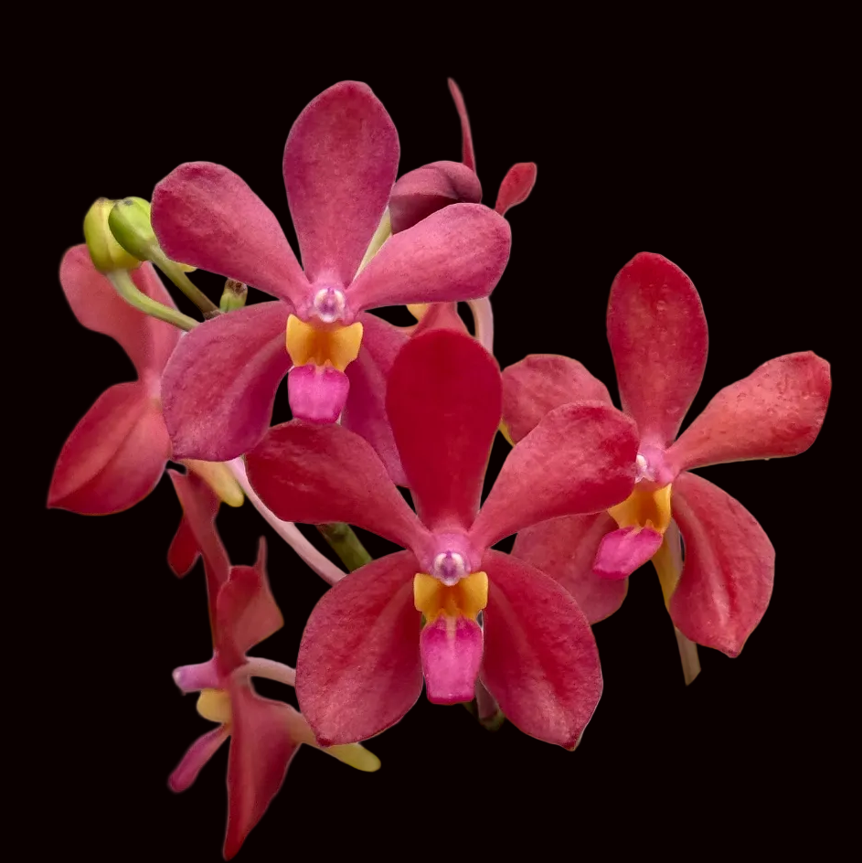 Vanda Johanna&
