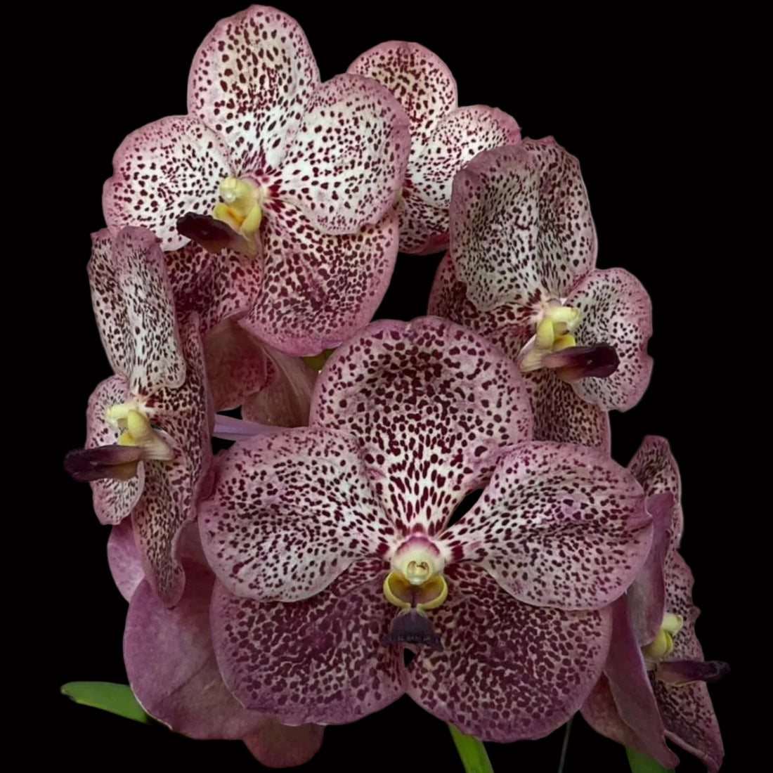 Vanda Serena Roman