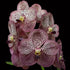 Vanda Serena Roman