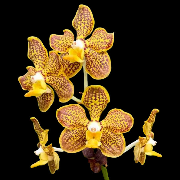 Vanda Spotted Denis