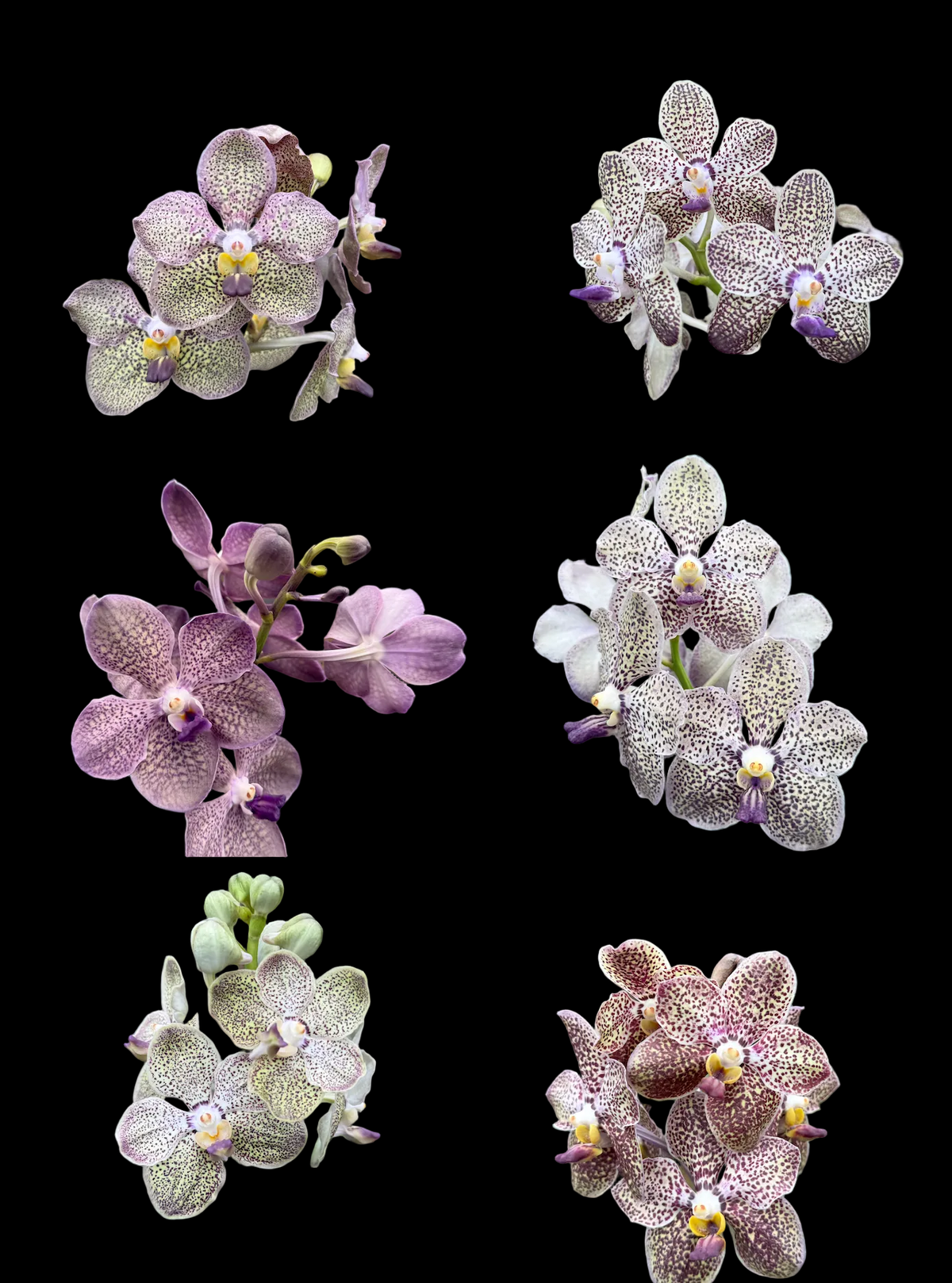 Vanda tessellata x Kulwadee Fragrance