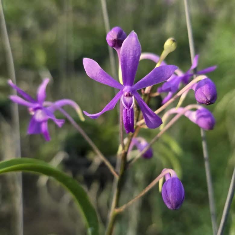 Vandachostylis Charm
