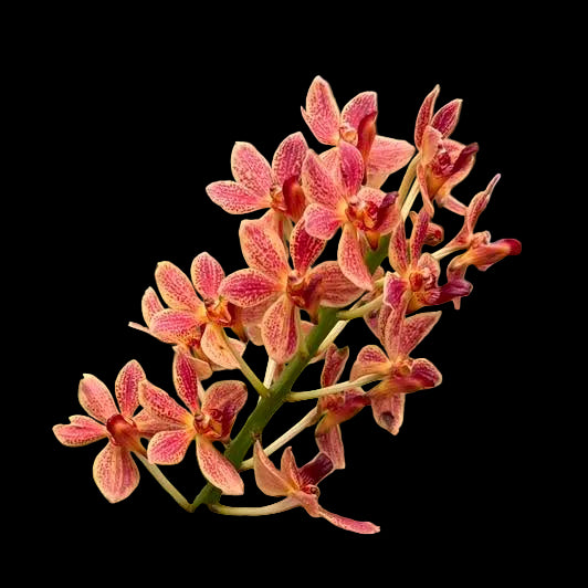 Vandachostylis Koushiro Ikai