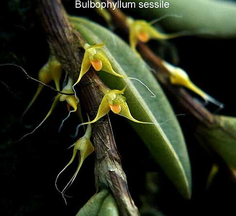 Bulbophyllum sessile