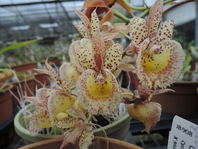 Catasandra Jumbo Express 'Golden Elf' BM/TOGA