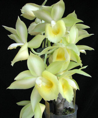 Catanoches Jumbo Vane orchid in bloom, sold by Lady Vanda Orchids
