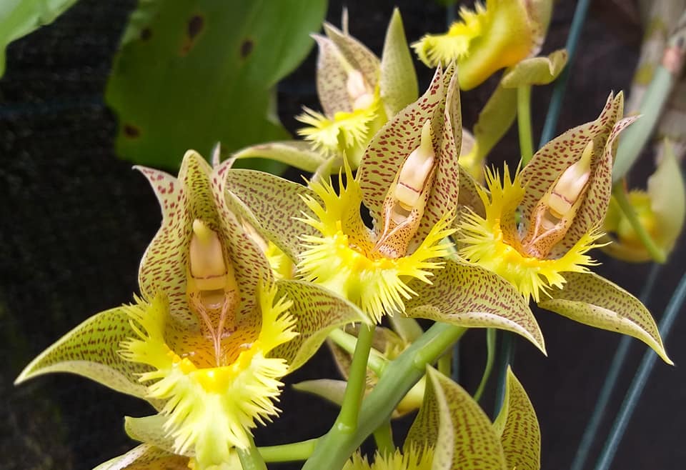 Catasetum || Fall 2026 Pre Order