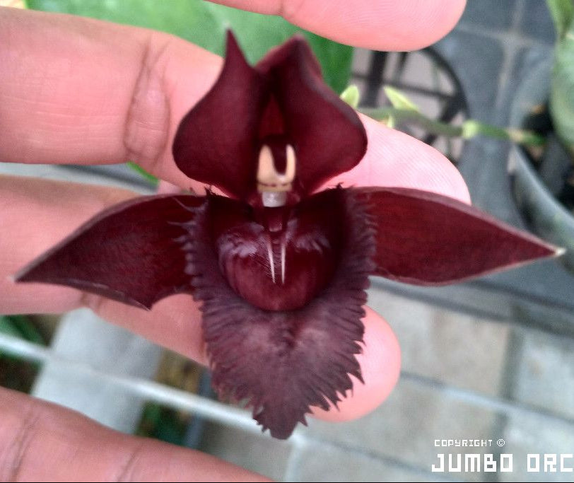 Catasetinae || 2026 Pre Order