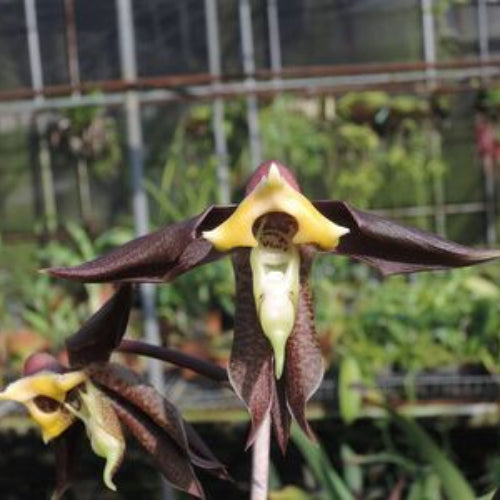 Catasetinae || 2026 Pre Order