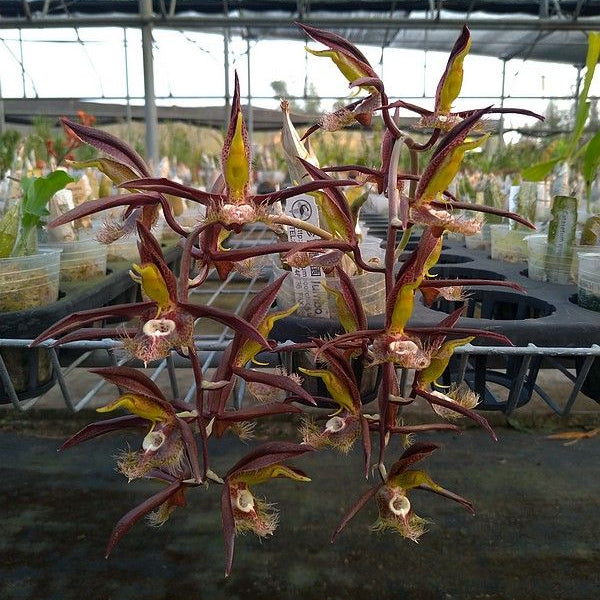 Catasetinae || 2026 Pre Order