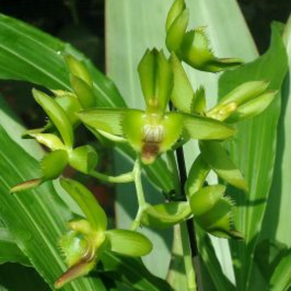 Catasetum socco &