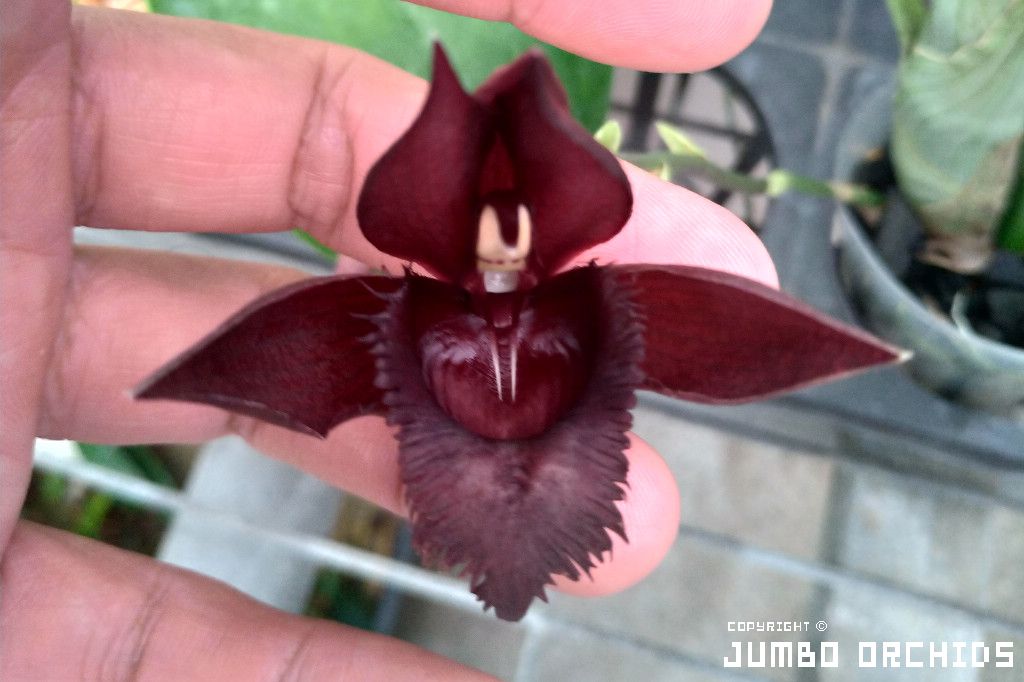 Catasetum fimbriatum ' Jumbo Ruby