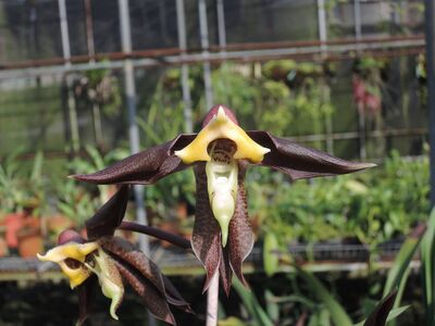 Catasetum gnomus &