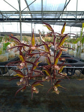 Catasetum saccatum orchid in bloom, sold by Lady Vanda Orchids