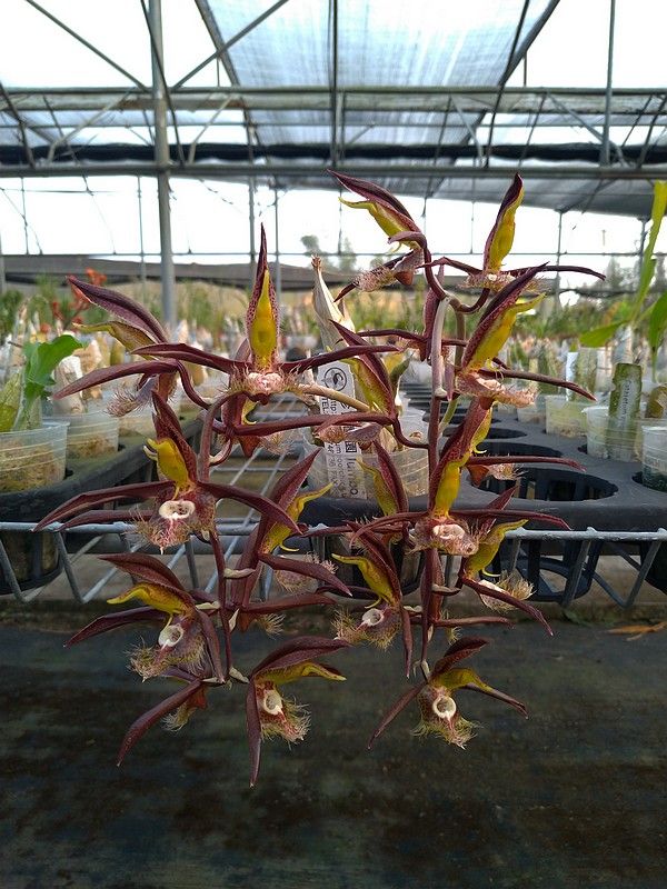 Catasetum saccatum orchid in bloom, sold by Lady Vanda Orchids