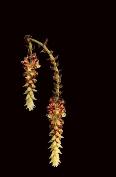 Cleisomeria lanatum - The Bottlebrush Orchid