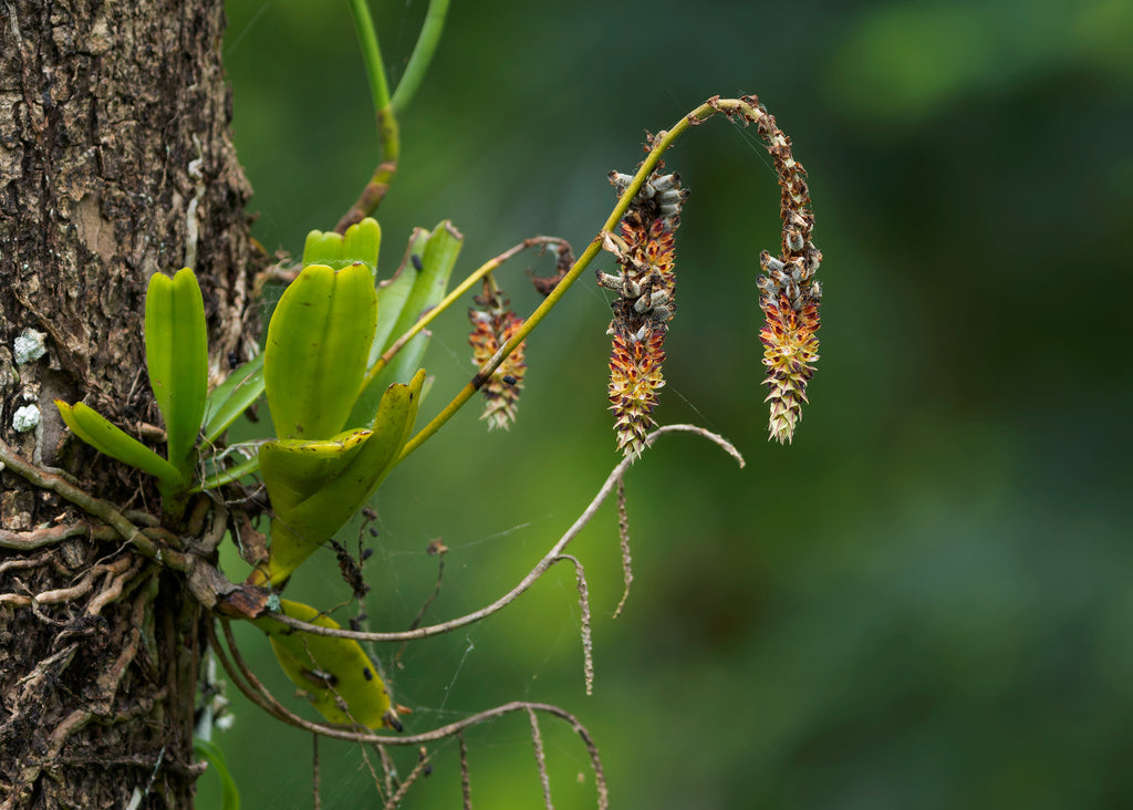 Cleisomeria lanatum - The Bottlebrush Orchid