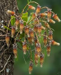 Cleisomeria lanatum - The Bottlebrush Orchid