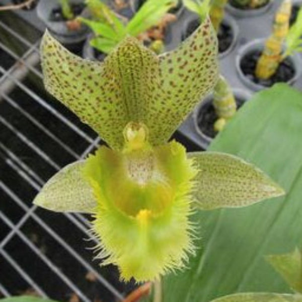 Catasetinae || 2026 Pre Order