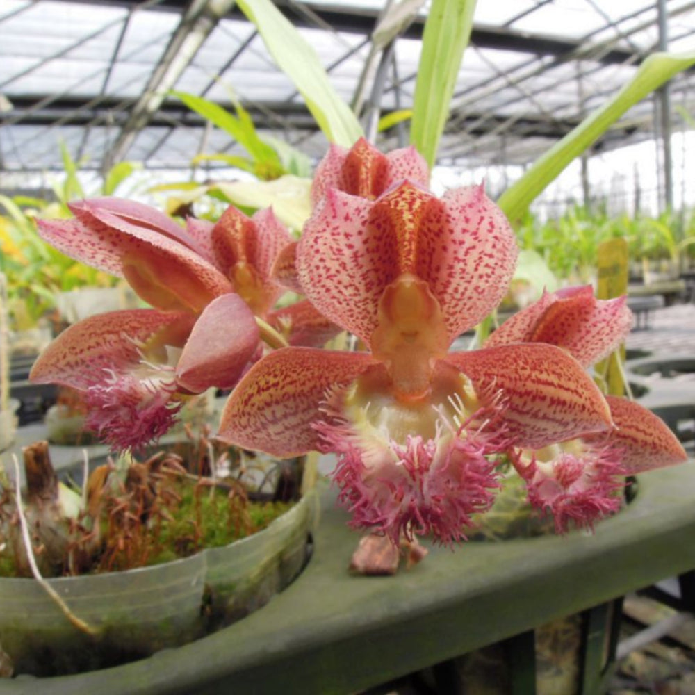 Catasetinae || 2026 Pre Order