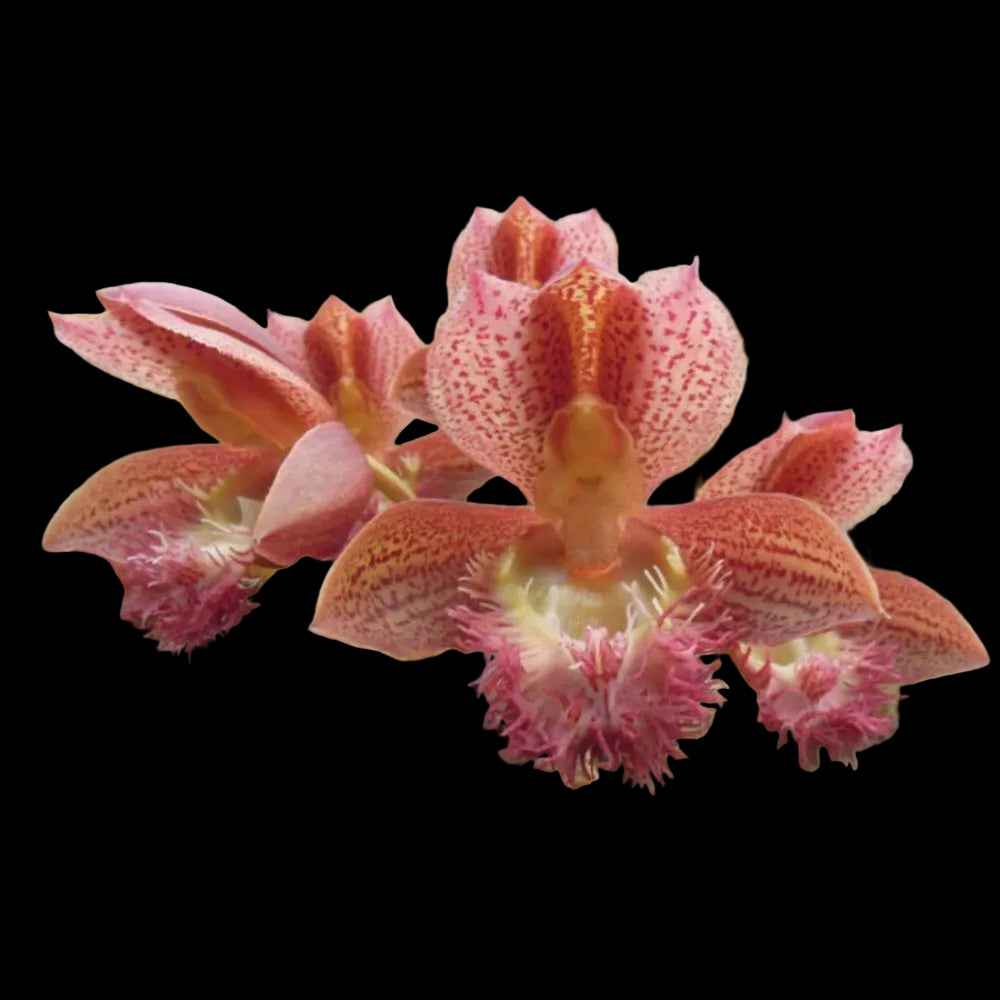 Clowesetum Jumbo Eden orchid in bloom, sold by Lady Vanda Orchids