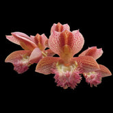 Clowesetum Jumbo Eden orchid in bloom, sold by Lady Vanda Orchids
