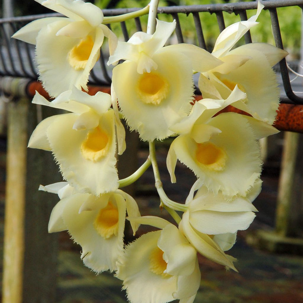 Catasetinae || 2026 Pre Order