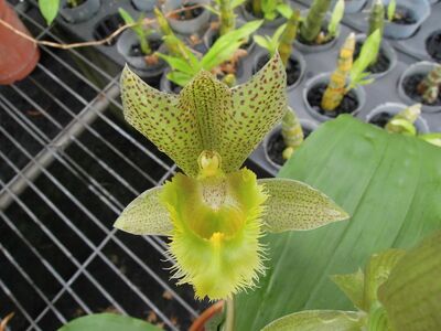 Clowesetum Jumbo Apollo 'Jumbo Jade'
