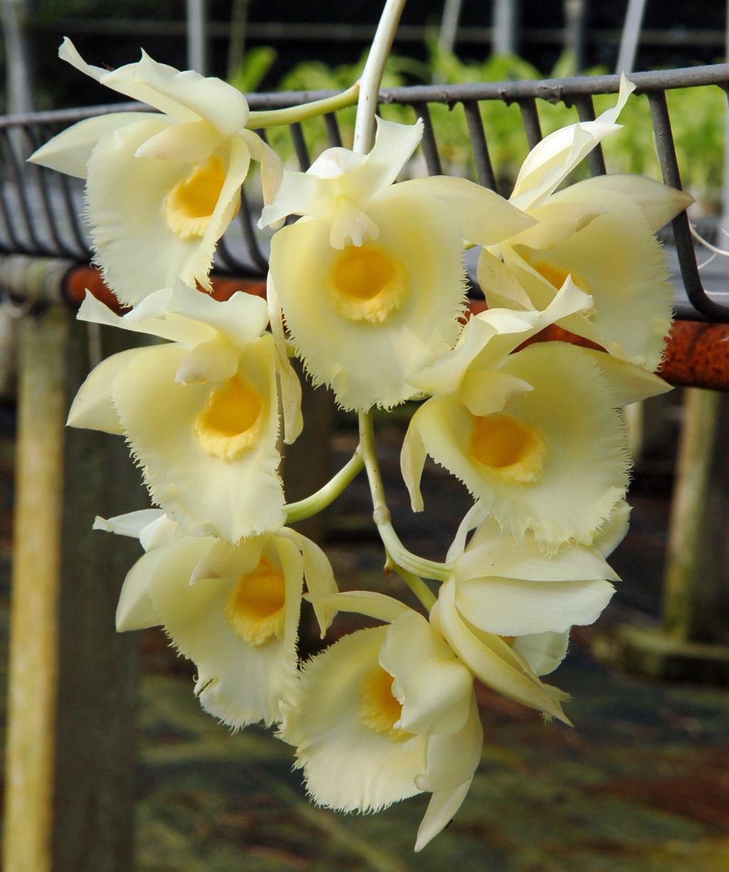 Clowesetum Jumbo Glory 'Jumbo Gold Elf'