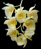 Clowesetum Jumbo Glory &