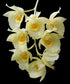 Clowesetum Jumbo Glory &
