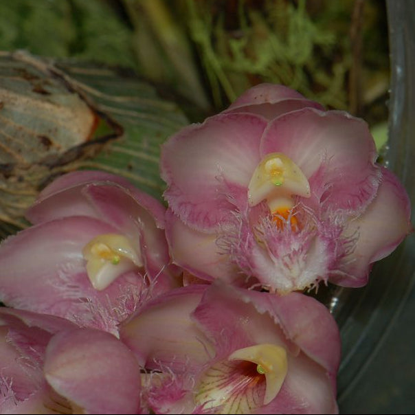 Catasetinae || 2026 Pre Order