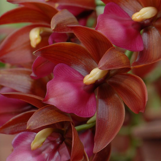 Cycnodes Wine Delight 'J.E.M' FCC/AOS