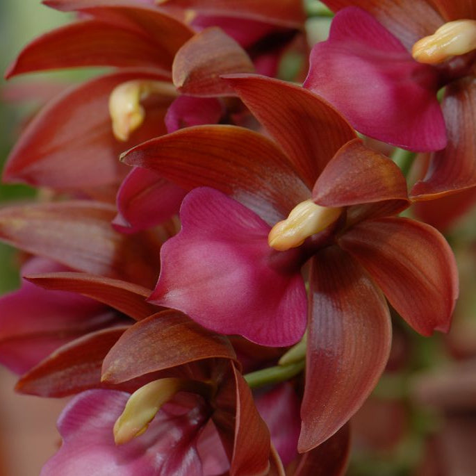 Catasetinae || 2026 Pre Order