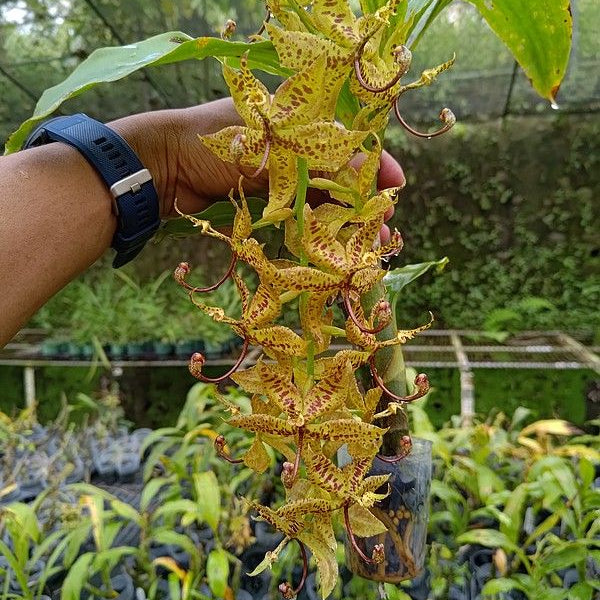 Catasetinae || 2026 Pre Order