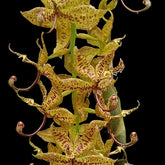 Cycnoches Dalmata orchid in bloom, sold by Lady Vanda Orchids