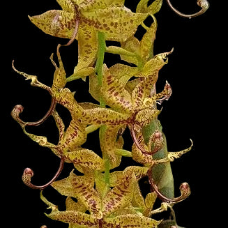 Cycnoches Dalmata orchid in bloom, sold by Lady Vanda Orchids