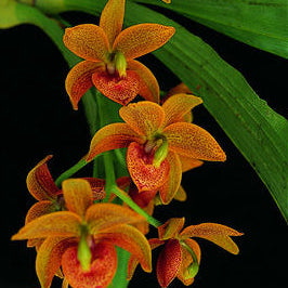 Catasetinae || 2026 Pre Order