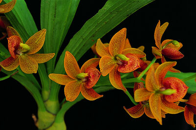 Cycnodes Jumbo Jewel 'Jumbo'