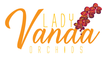 LadyVanda