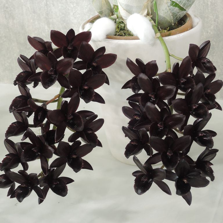 Catasetinae || 2026 Pre Order