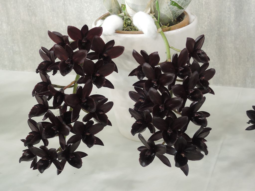 Fredclarkeara After Dark 'Black Pearl'