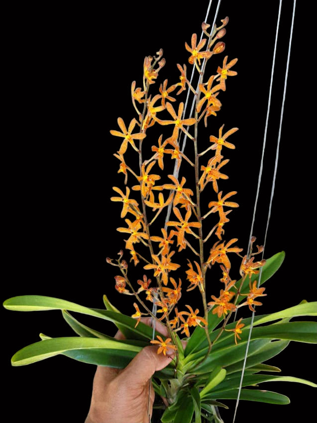Staurochilus gibbosicalcar x Ascocentrum miniata