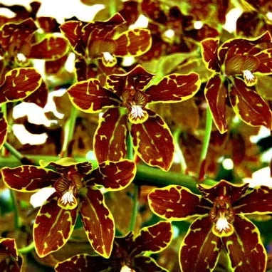 Grammatophyllum Crownfox Leopard 